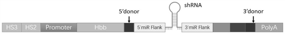 Gene expression cassette, lentiviral vector and application of lentiviral vector in treatment of beta thalassemia