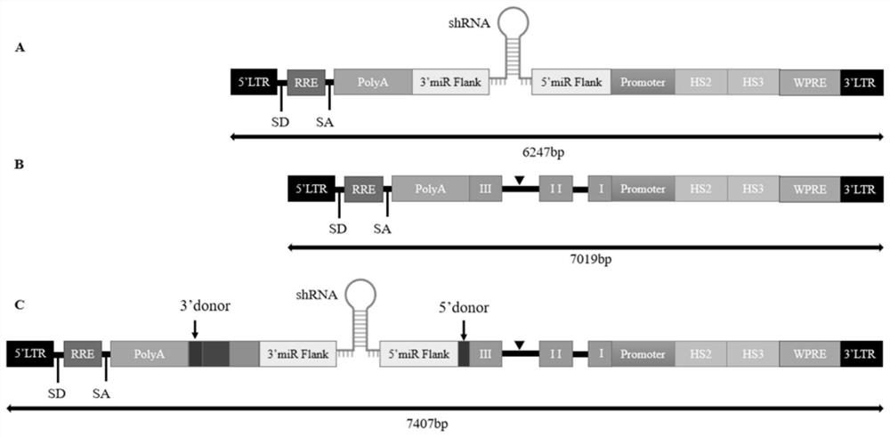 Gene expression cassette, lentiviral vector and application of lentiviral vector in treatment of beta thalassemia