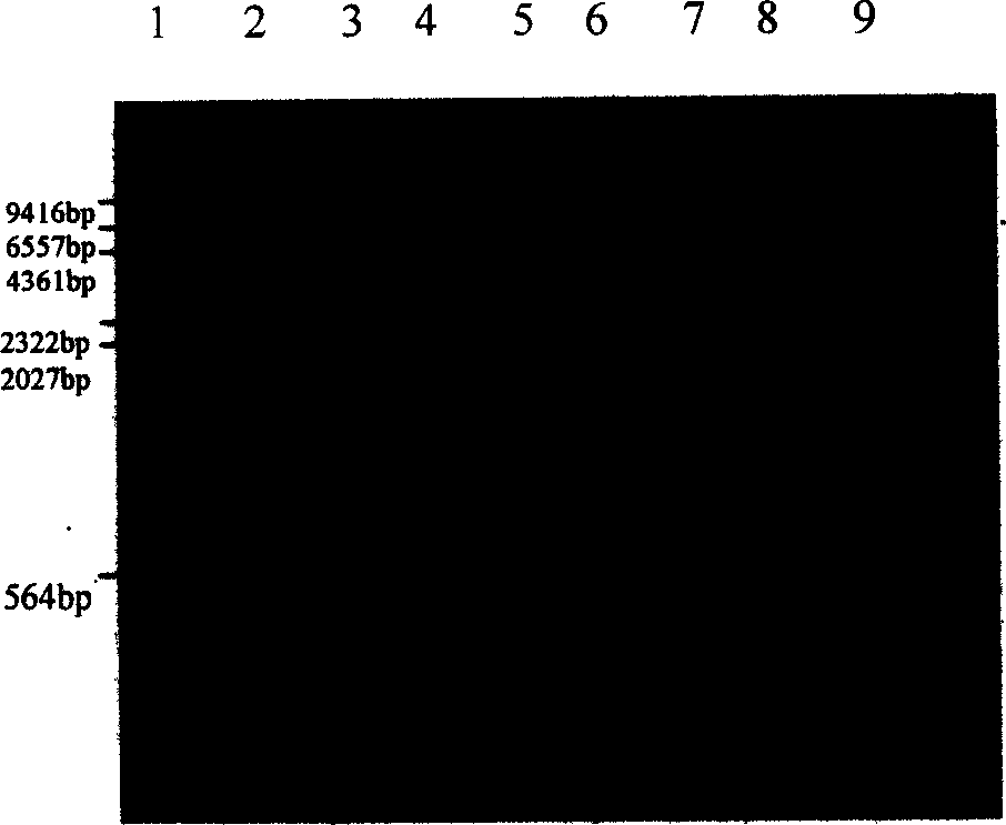 Infectious bursal disease virus (IBDV) polyprotein gene (VP2/VP4/VP3), eukaryon expressing plasmid, DNA vaccine