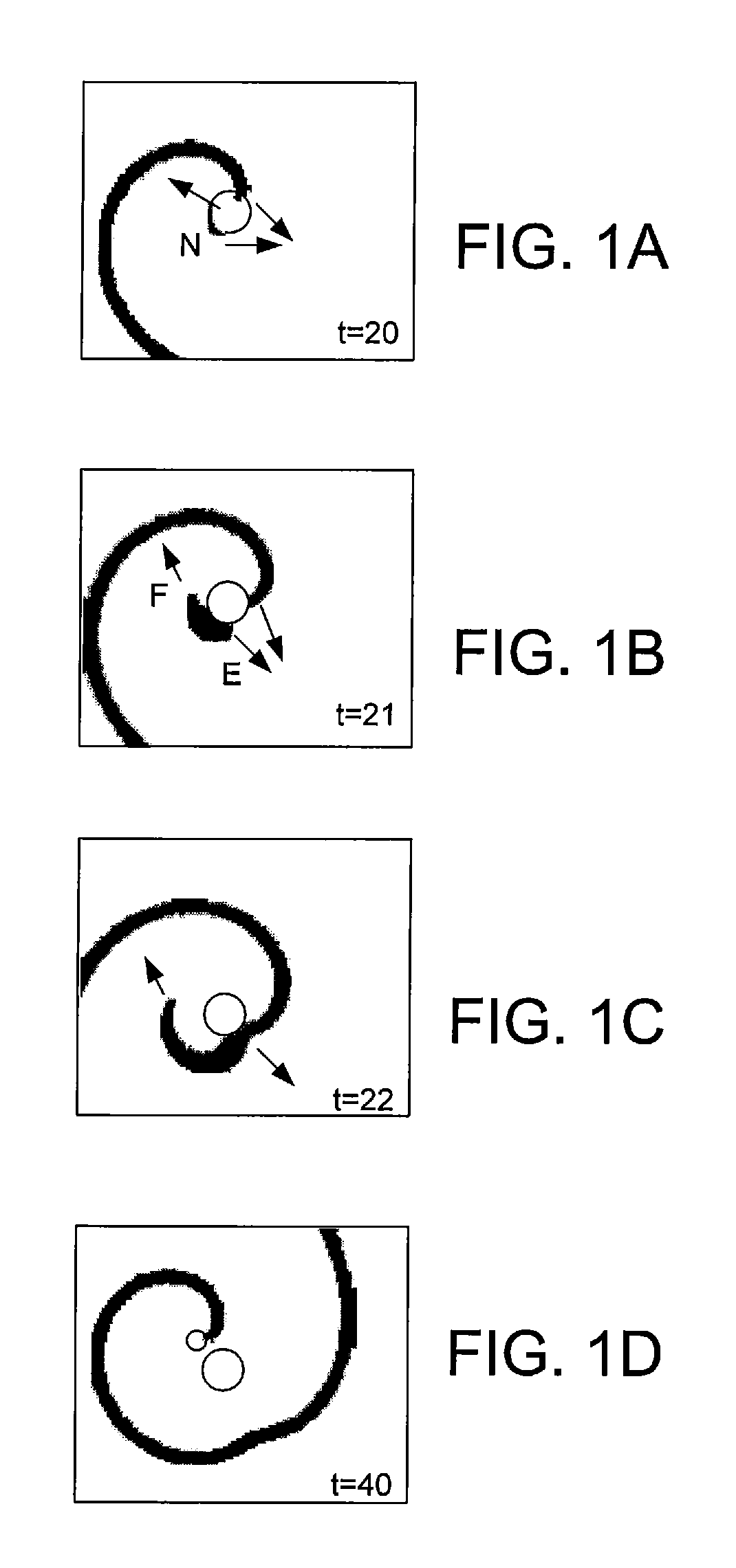 Method for stabilization of cardiac tissue contractions using limit cycles