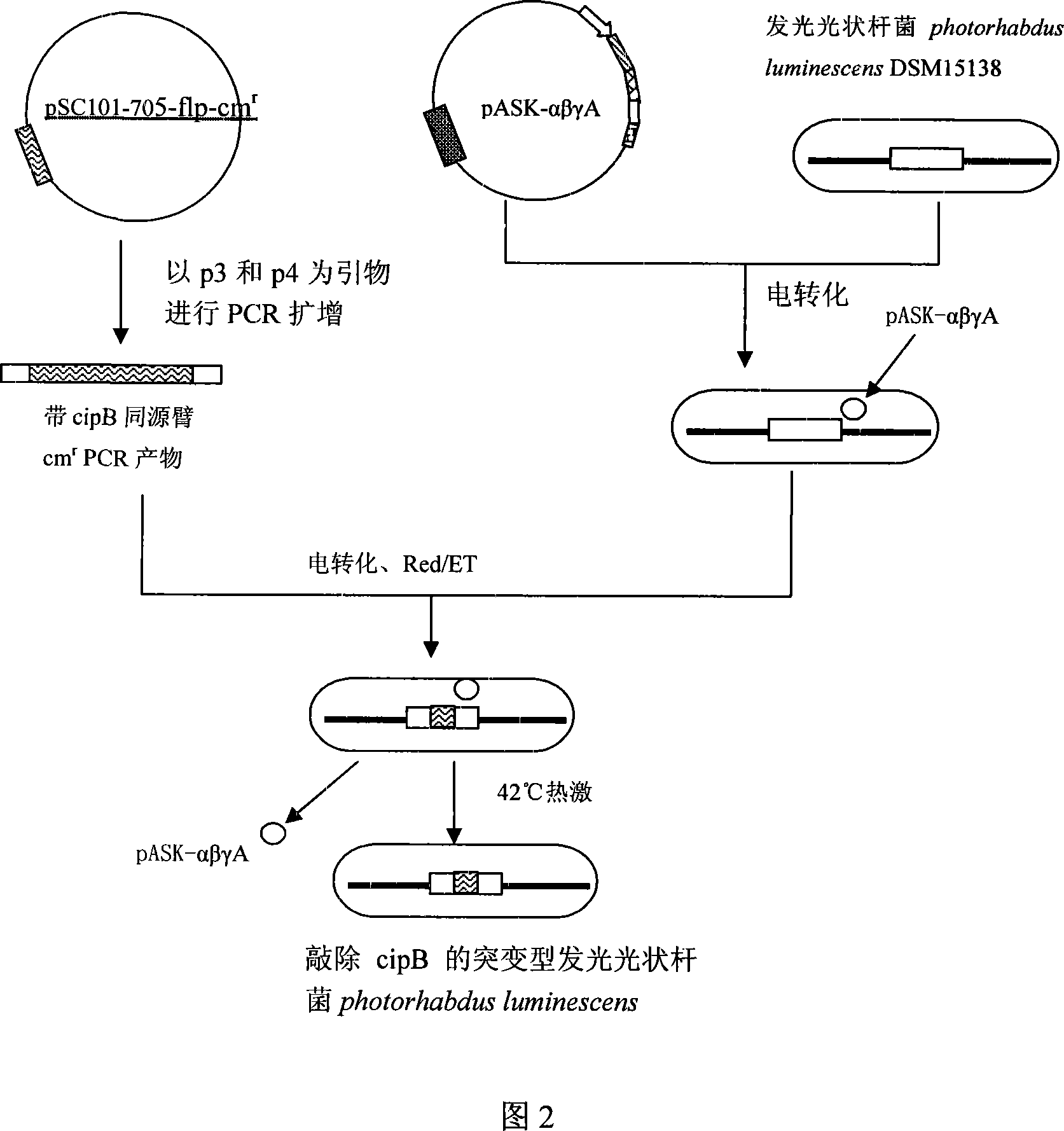 Red/ET recombination method for luminous light shaped bacillus