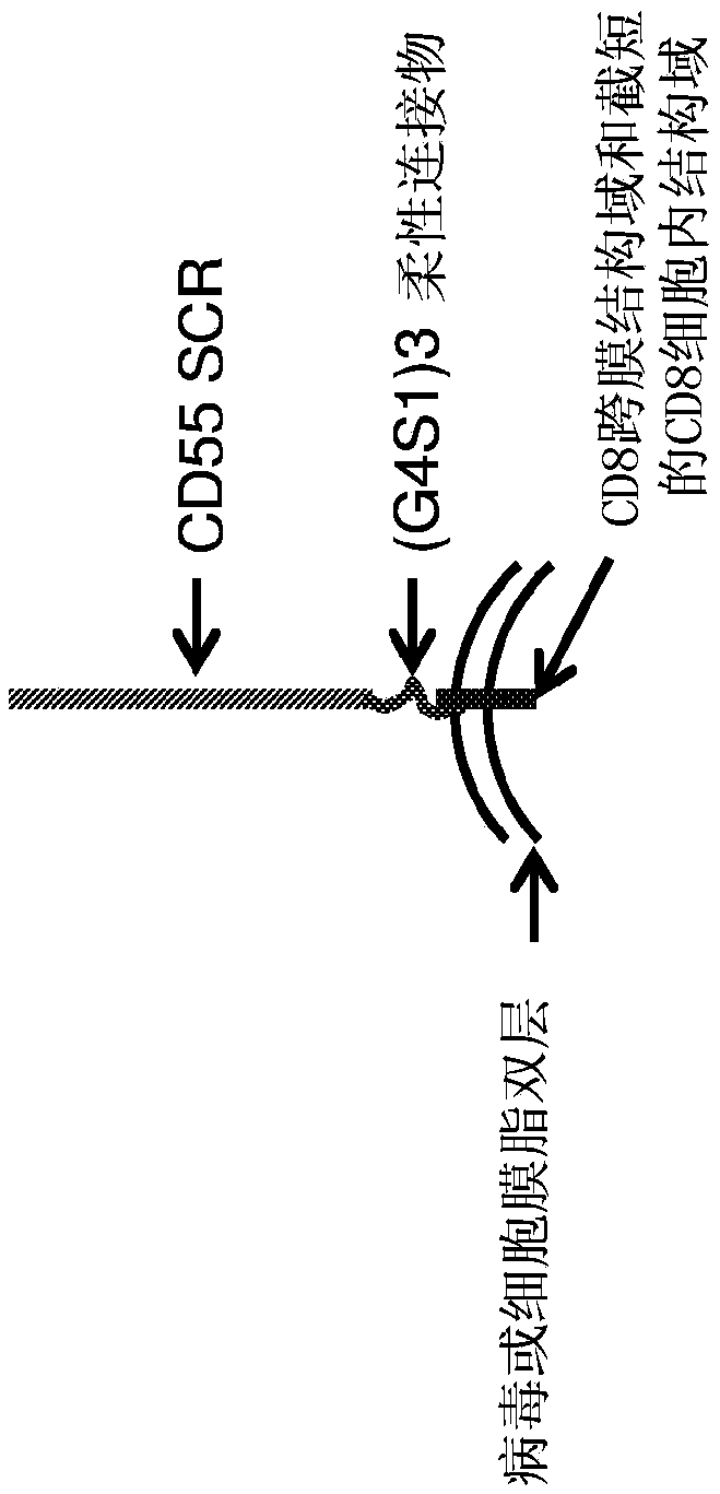 Enveloped virus resistant to complement inactivation for the treatment of cancer