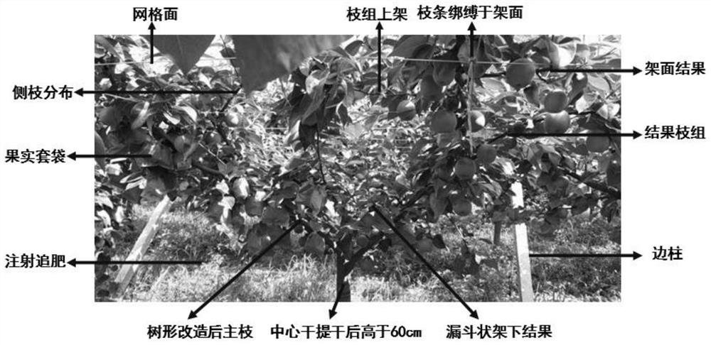 Method for improving fruit setting rate, fruit quality and field yield of Eli No. 2 pear and application thereof