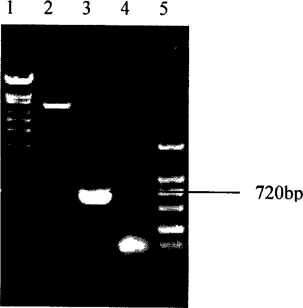 Recombinant akabane virus capsid protein, its preparation method and uses