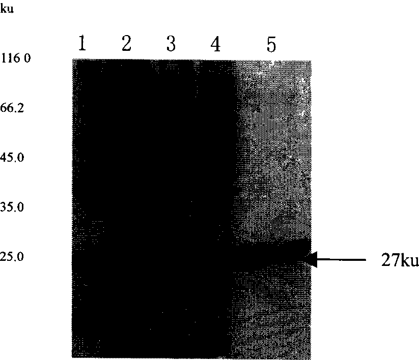 Recombinant akabane virus capsid protein, its preparation method and uses