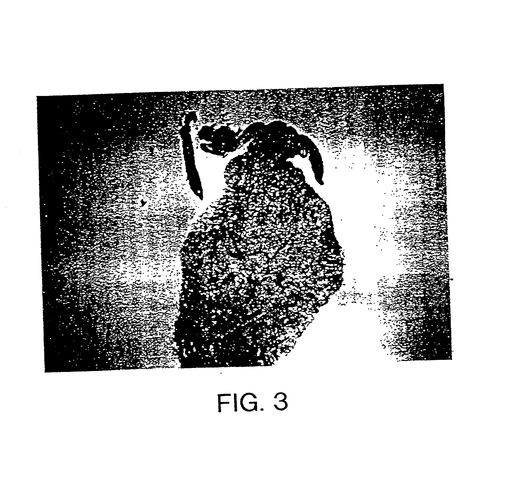 Gene transfer for studying and treating a connective tissue of a mammalian host