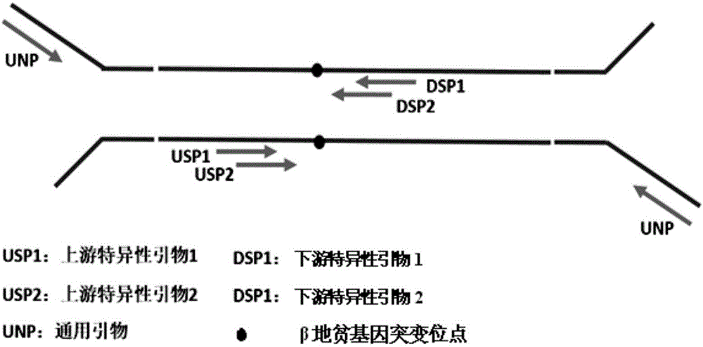 Noninvasive antepartum fetal beta-thalassemia gene mutation detection library building method, detection method and kit