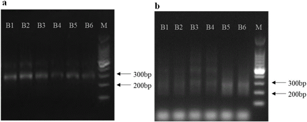 Noninvasive antepartum fetal beta-thalassemia gene mutation detection library building method, detection method and kit