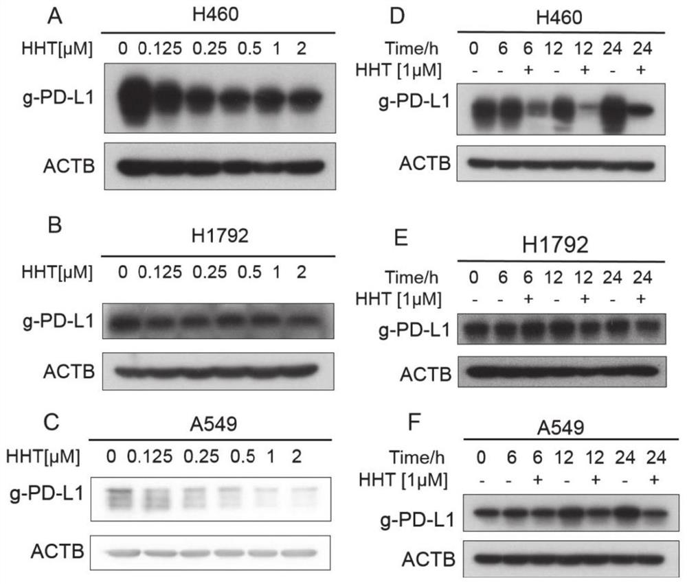 Application of homoharringtonine in preparation of preparations for inhibiting tumor cells PD-L1