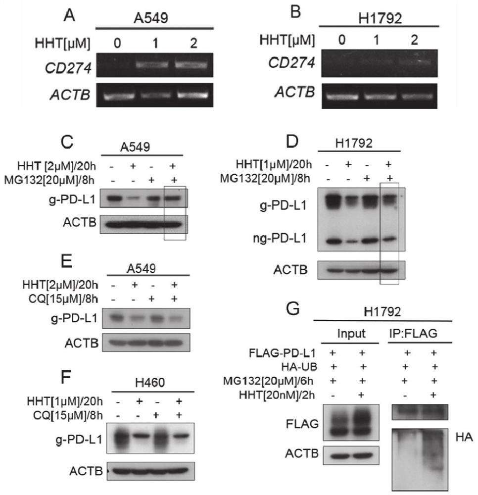 Application of homoharringtonine in preparation of preparations for inhibiting tumor cells PD-L1