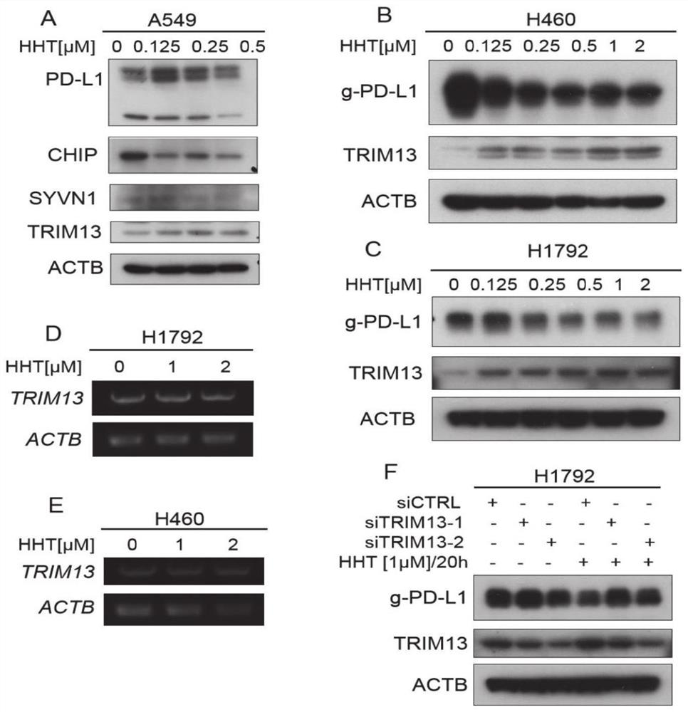 Application of homoharringtonine in preparation of preparations for inhibiting tumor cells PD-L1