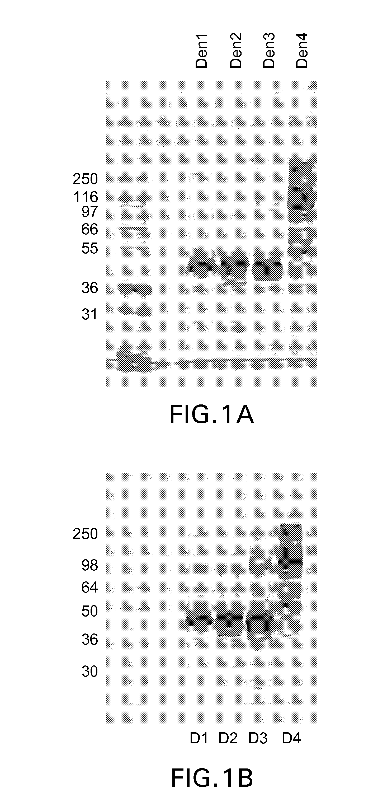 Recombinant subunit dengue virus vaccine