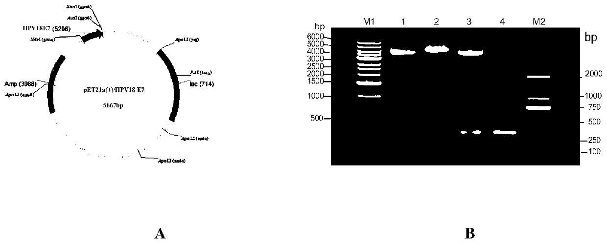 Polypeptide with binding affinity to hpv18 E7 protein and application thereof