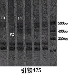 Kit for rapid identification of purity of new sunflower No.19 of oil sunflower