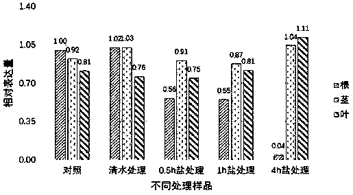 A key gene tcarf6 of Tamarix salt stress response and its application