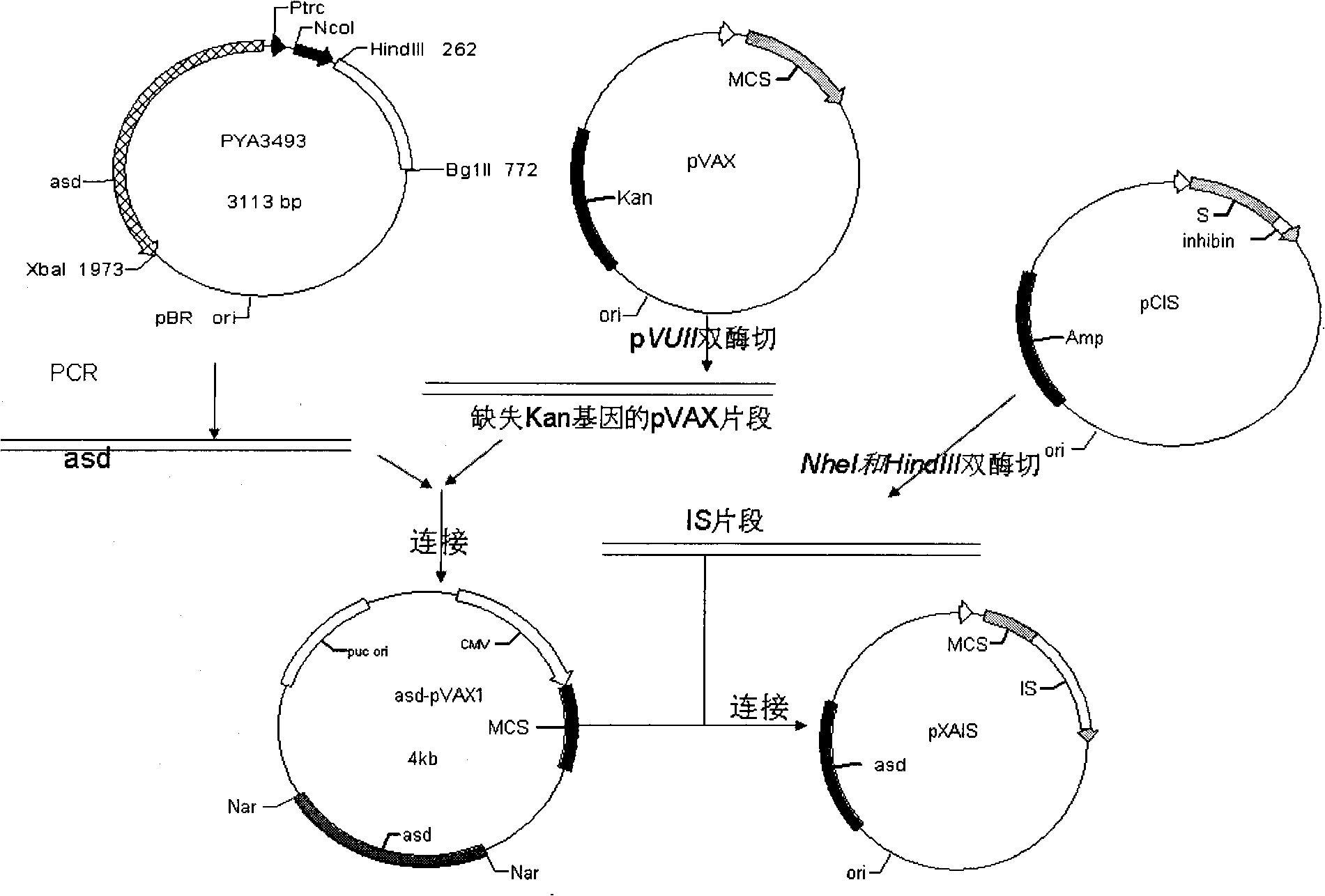 Inhibin DNA vaccine capable of improving animal fertility, and preparation and use thereof