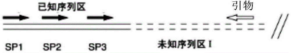 Schizochytrium sp alpha-tubulin related sequence and application thereof