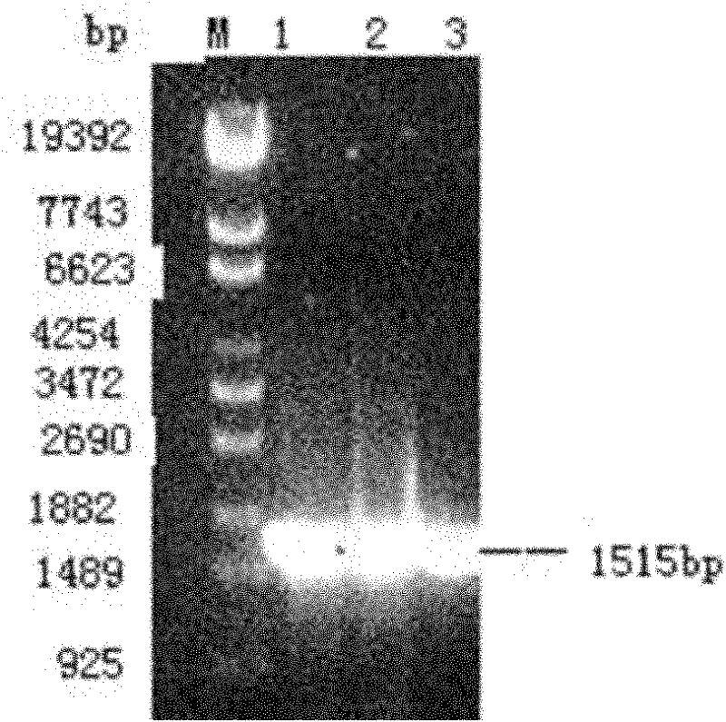 Escherichia coli engineering bacteria for expressing recombinant sucrose phosphorylase