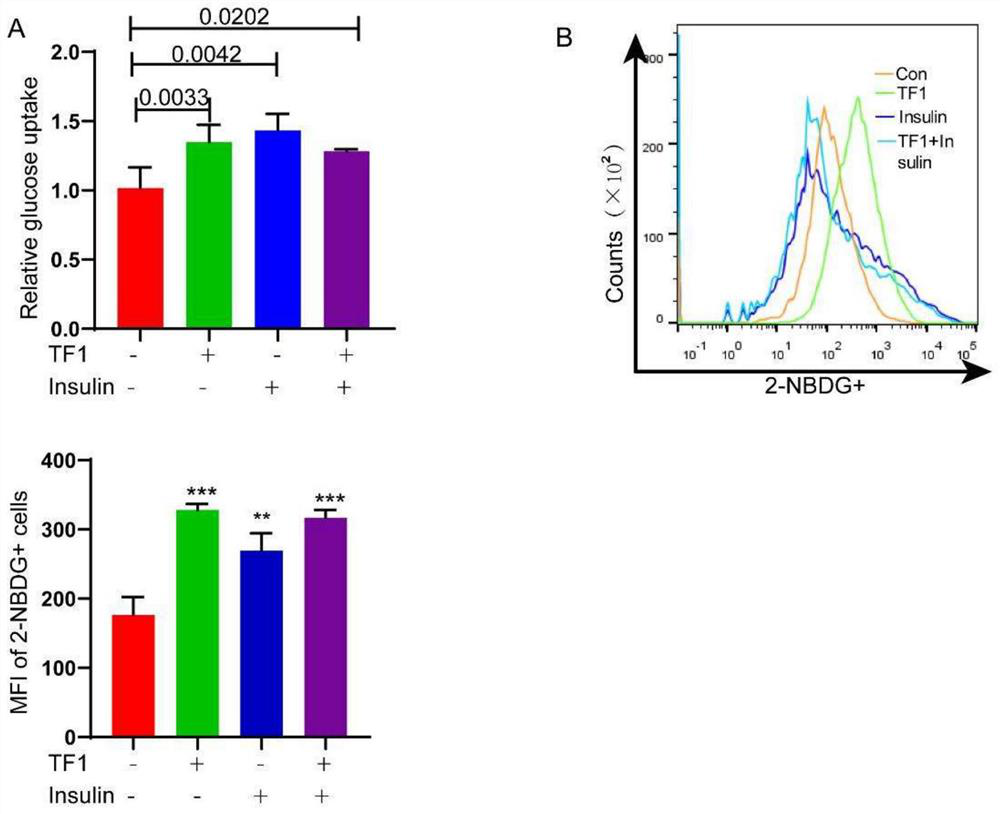 Dietary nutrition supplement for regulating sugar metabolism and mitochondrial generation of skeletal muscle and application of dietary nutrition supplement