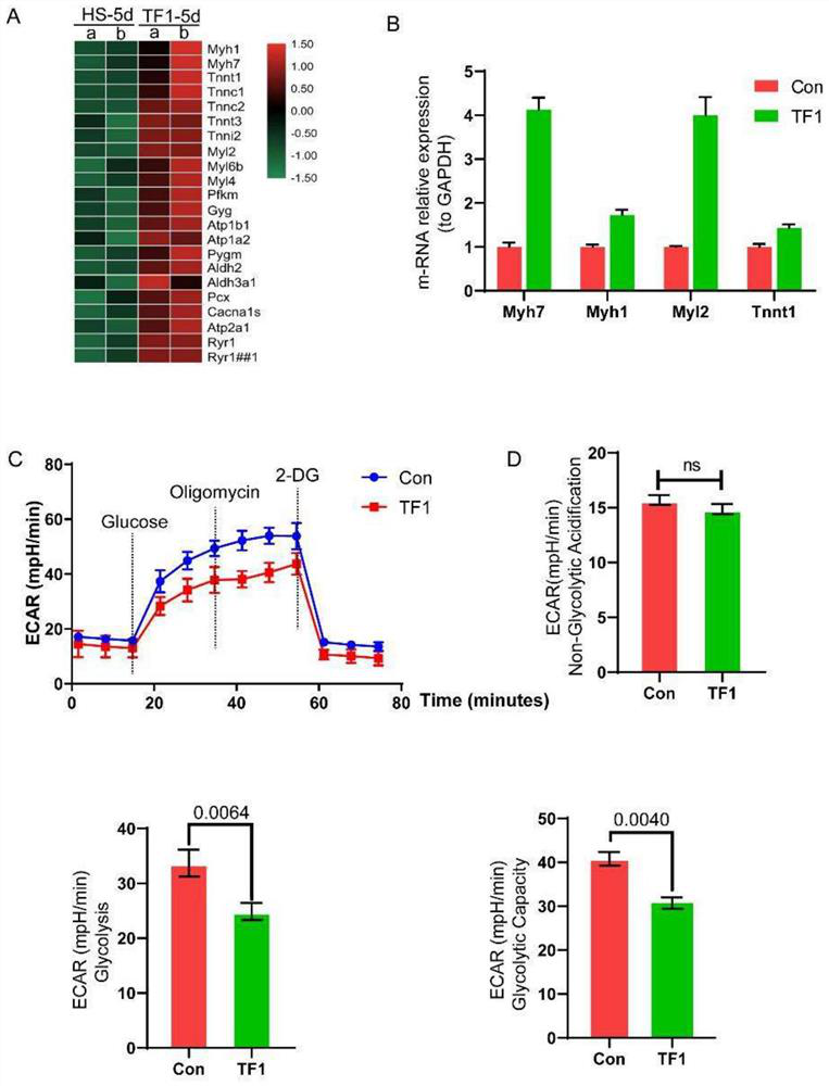 Dietary nutrition supplement for regulating sugar metabolism and mitochondrial generation of skeletal muscle and application of dietary nutrition supplement