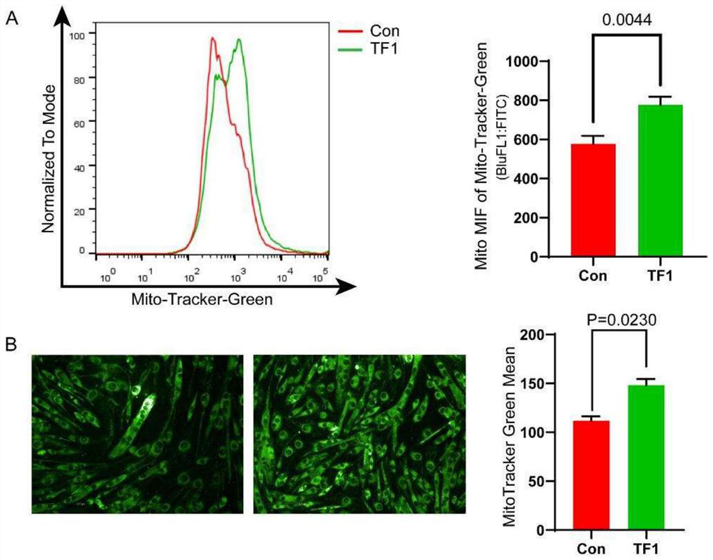 Dietary nutrition supplement for regulating sugar metabolism and mitochondrial generation of skeletal muscle and application of dietary nutrition supplement