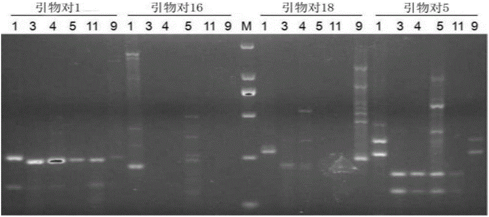 Persimmon tree colletotrichum gloeosporioide SSR (Simple Sequence Repeat) primer pair developed based on sibling species genome and application of primer pair