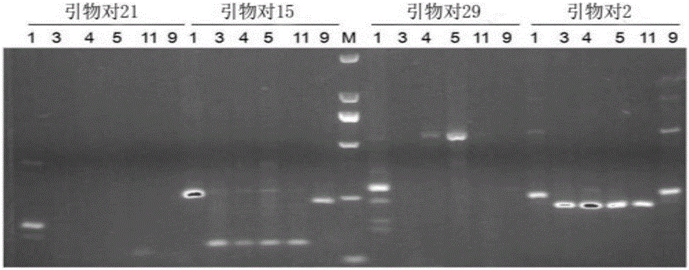 Persimmon tree colletotrichum gloeosporioide SSR (Simple Sequence Repeat) primer pair developed based on sibling species genome and application of primer pair