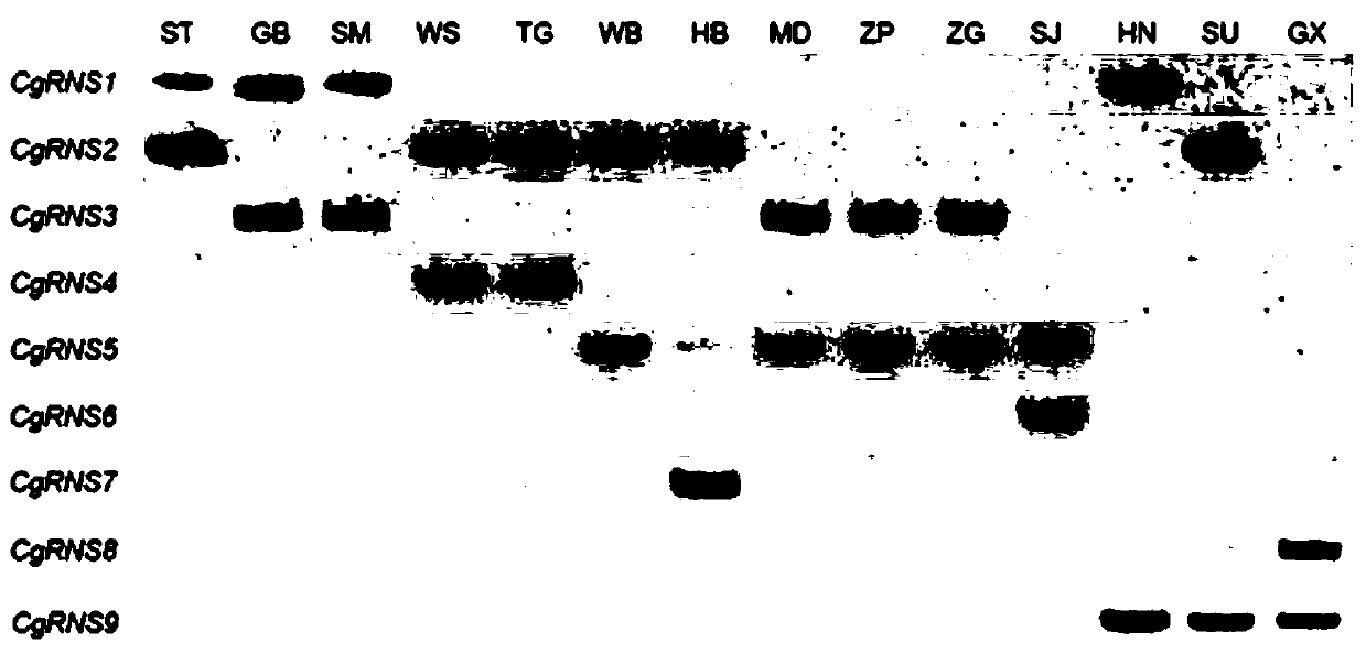 Kit and method for identifying pollination donors for citrus pomelo based on s genotype