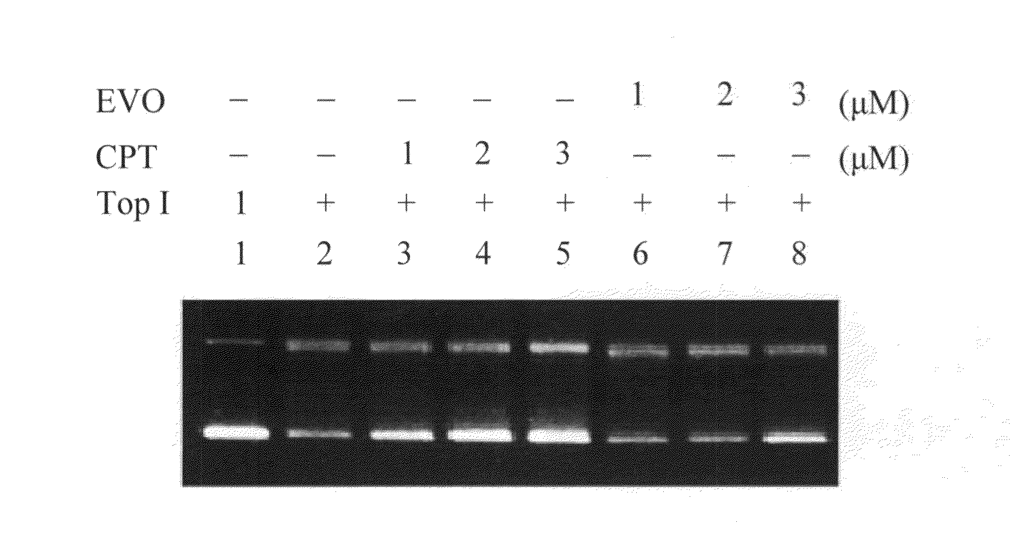 Pharmaceutical composition for inhibiting topoisomerase I and method for exploiting drug