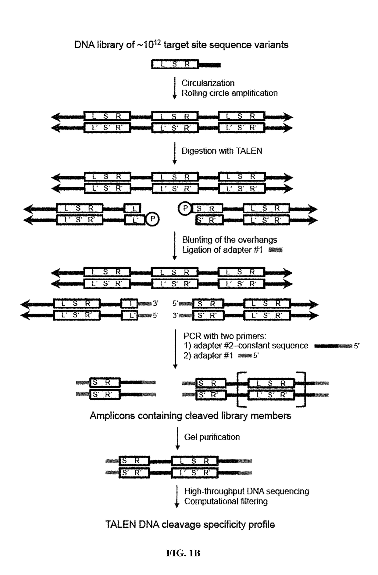 Engineered transcription activator-like effector (TALE) domains and uses thereof