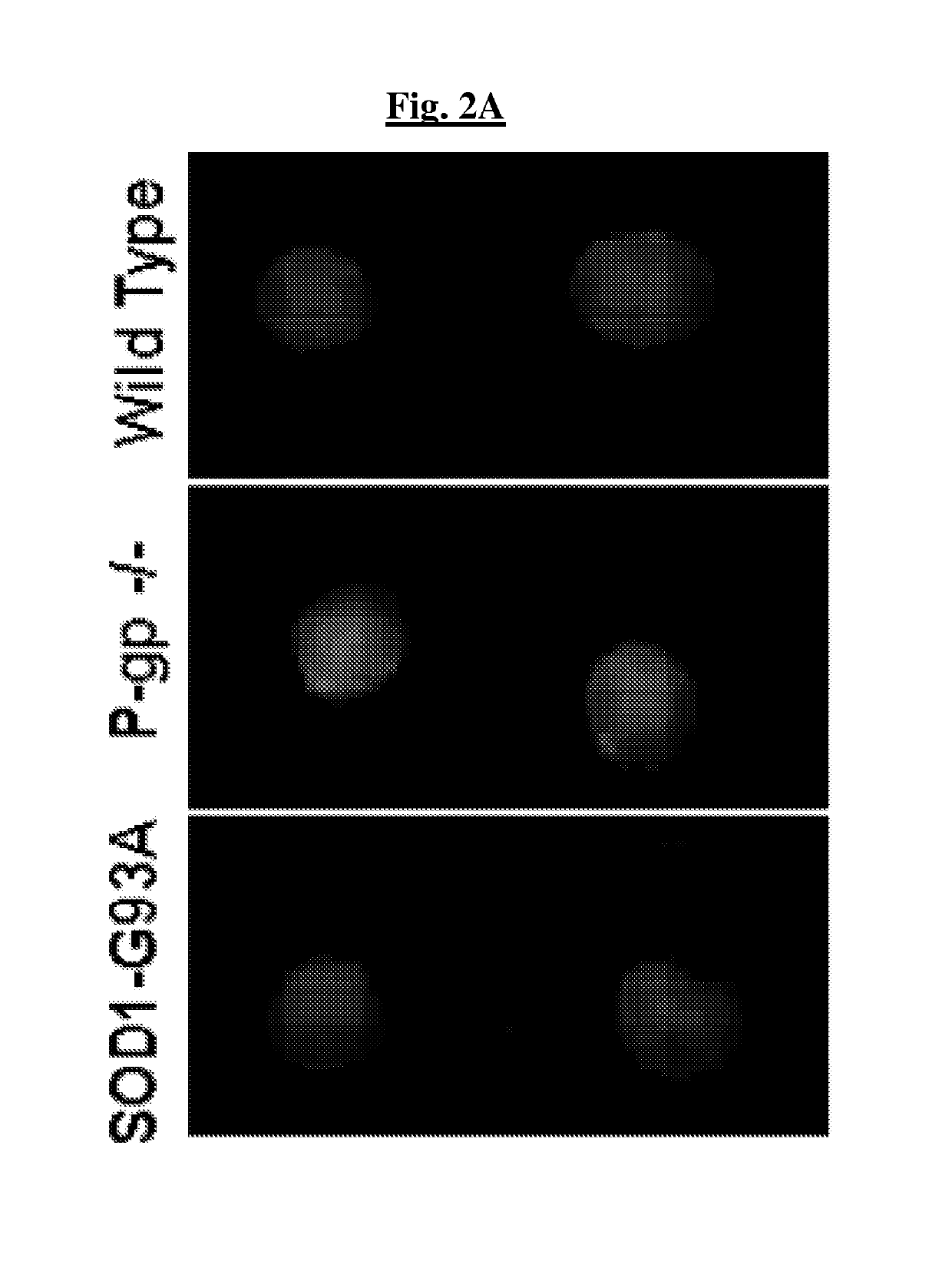 Methods of treating a neurodegenerative disease in a mammal in need thereof