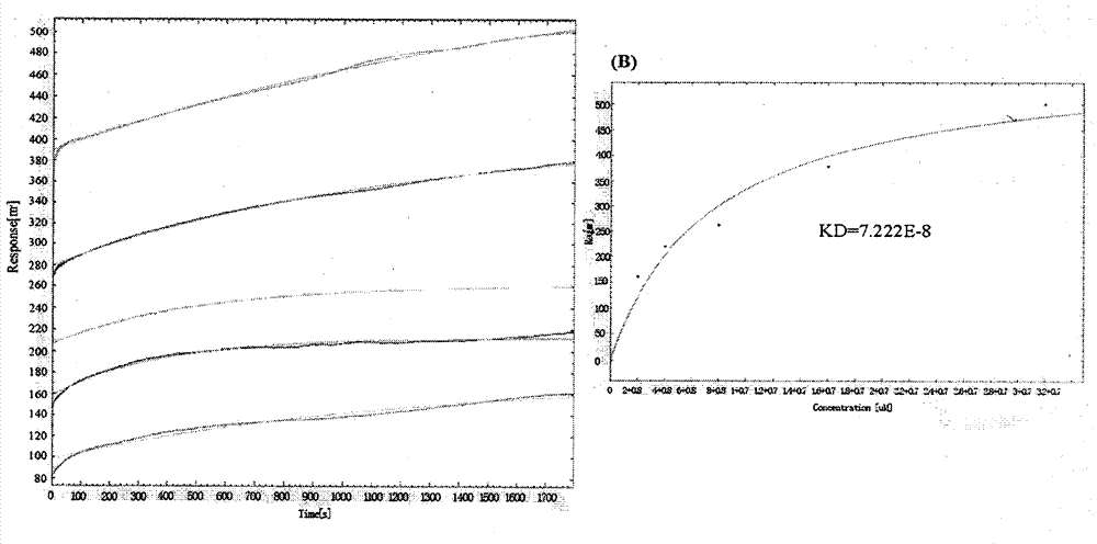 Screening method for paraquat simulation antibody and application thereof