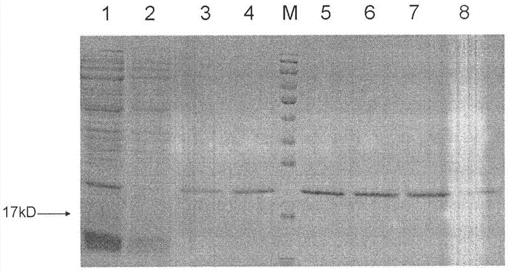 Screening method for paraquat simulation antibody and application thereof