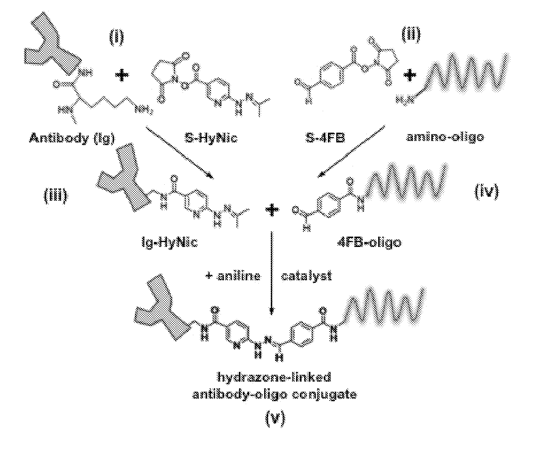 Oligonucleotide-mediated quantitative multiplexed immunoassays