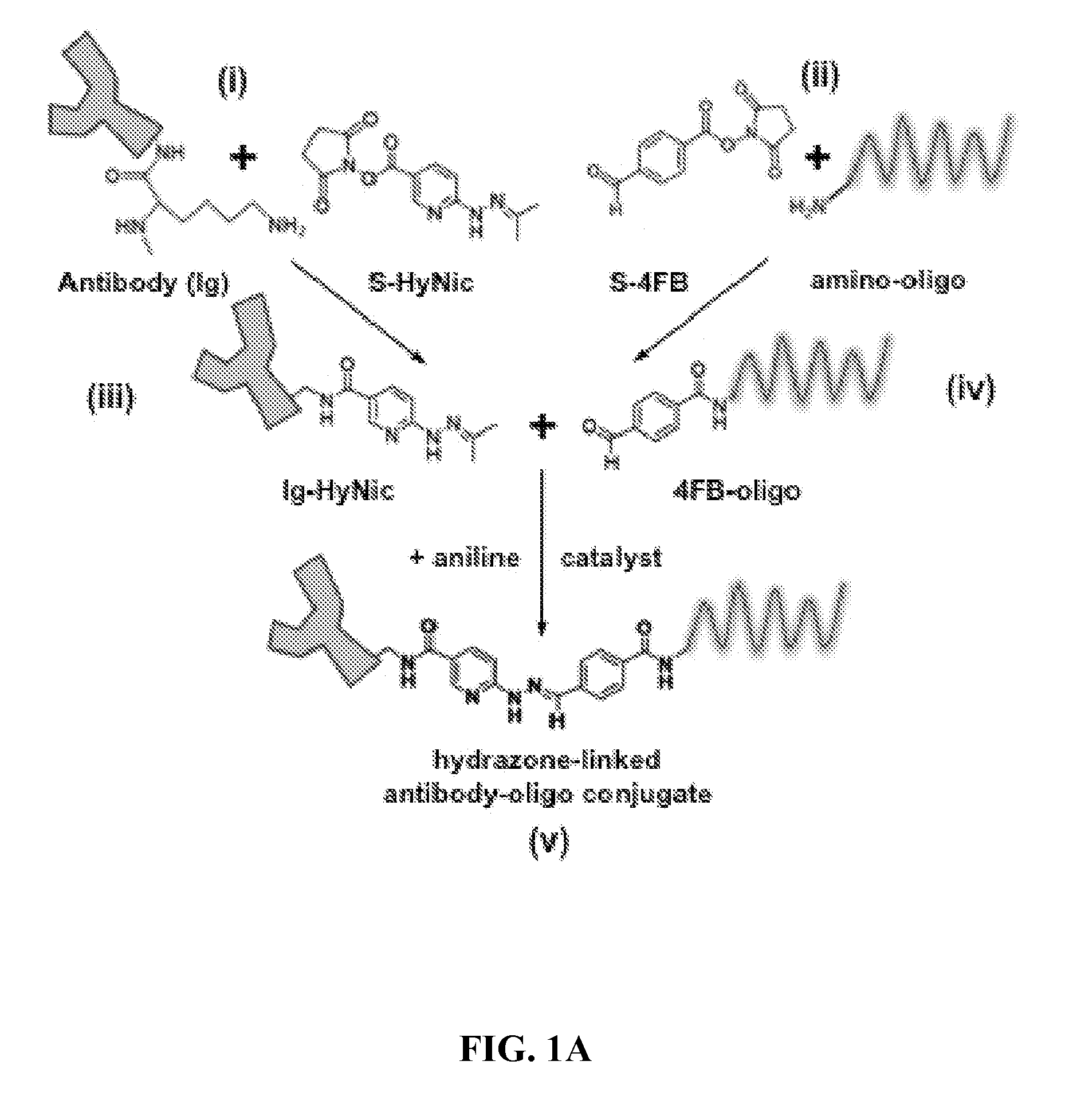 Oligonucleotide-mediated quantitative multiplexed immunoassays