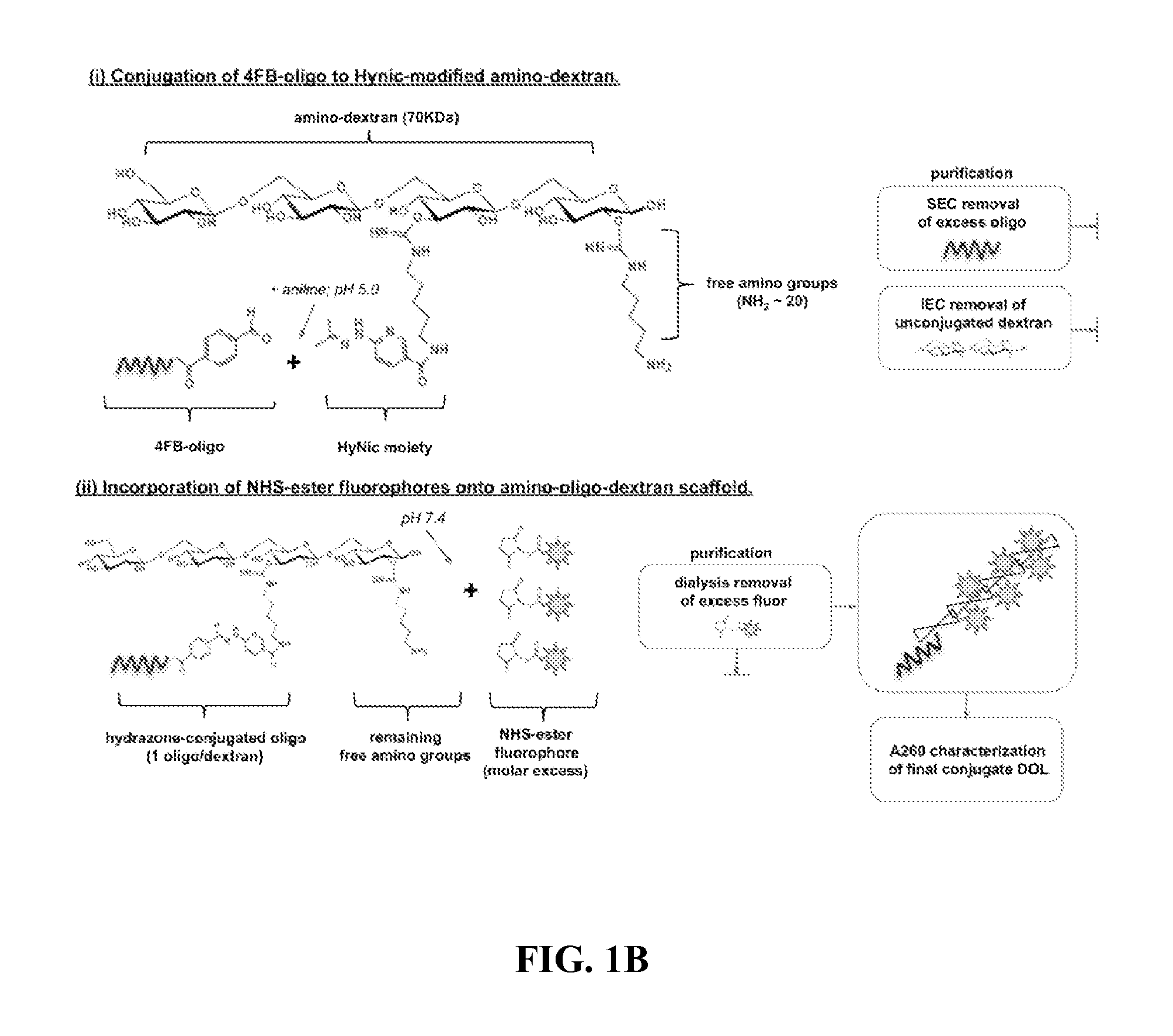 Oligonucleotide-mediated quantitative multiplexed immunoassays