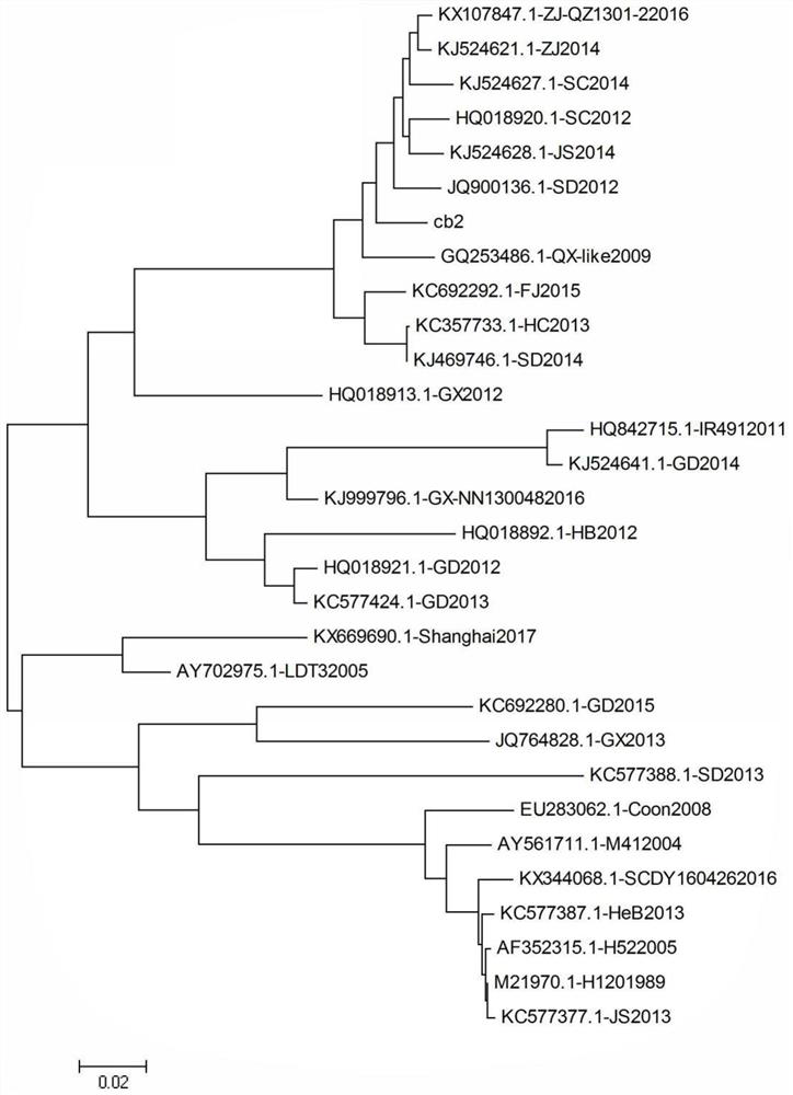 An Isolate Strain of Infectious Bronchitis Virus and Its Application in Vaccine Preparation