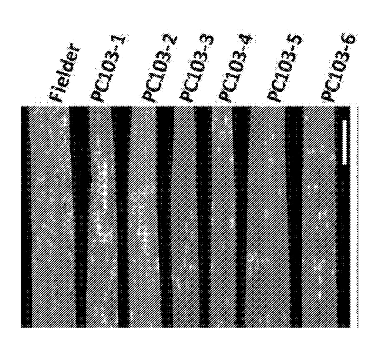 Wheat stem rust resistance genes and methods of use