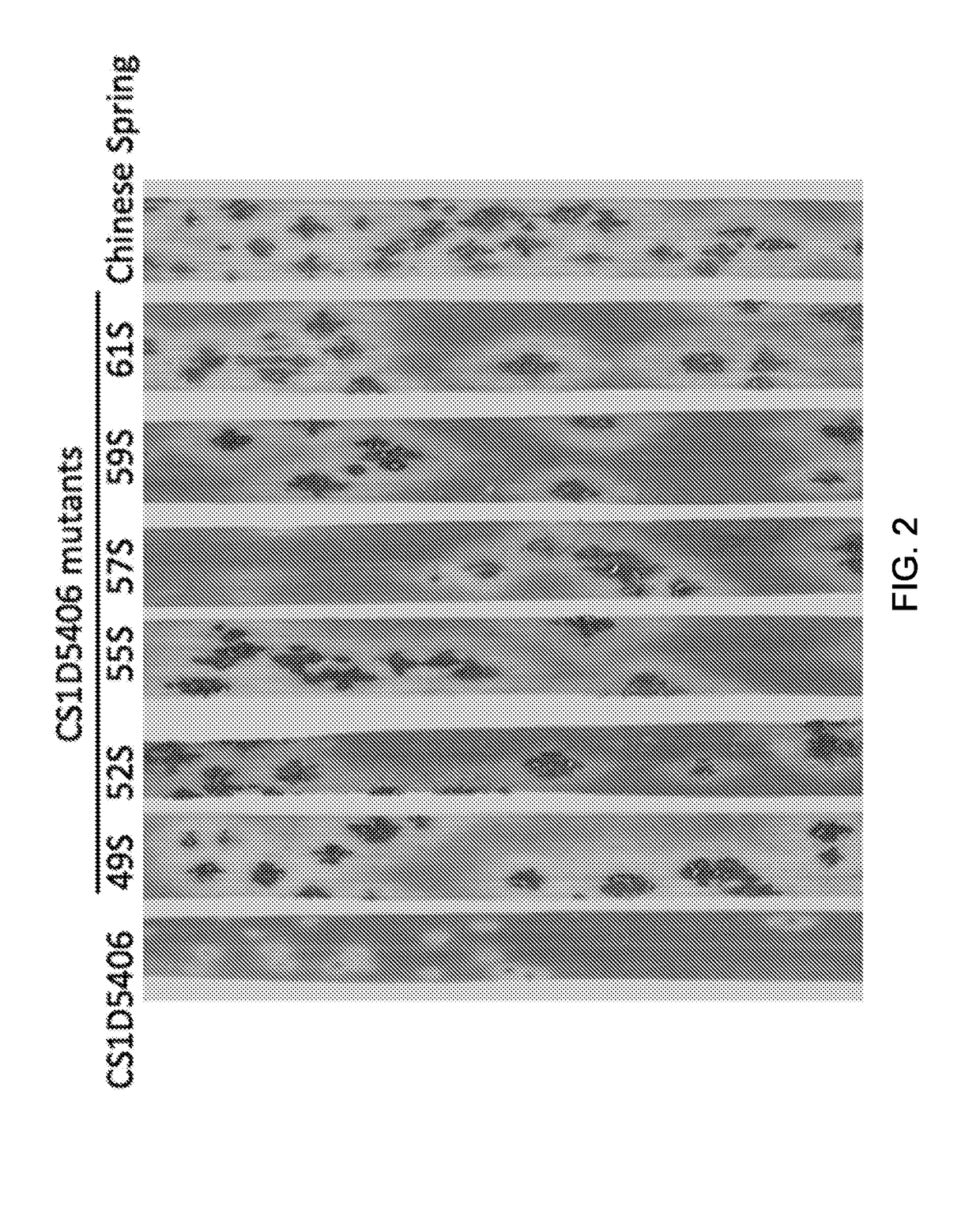 Wheat stem rust resistance genes and methods of use