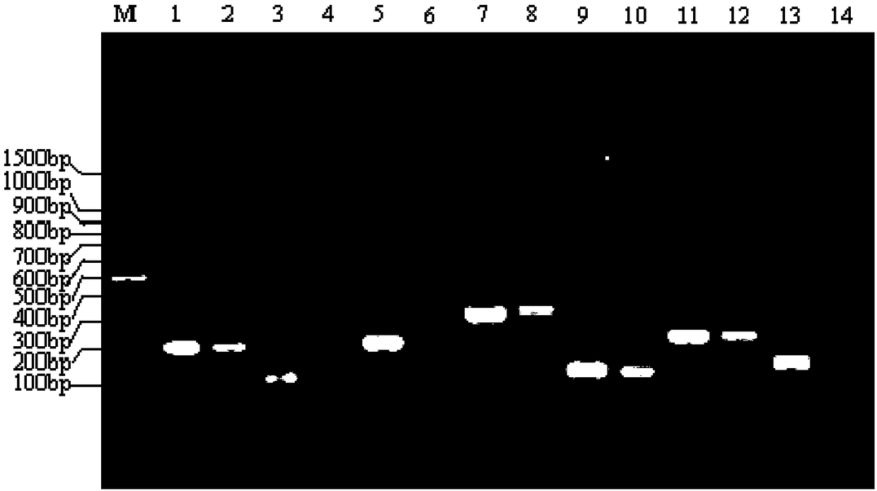 RPA-LFD primer pair and probe for detecting pathogenic escherichia coli O157:H7 and application thereof