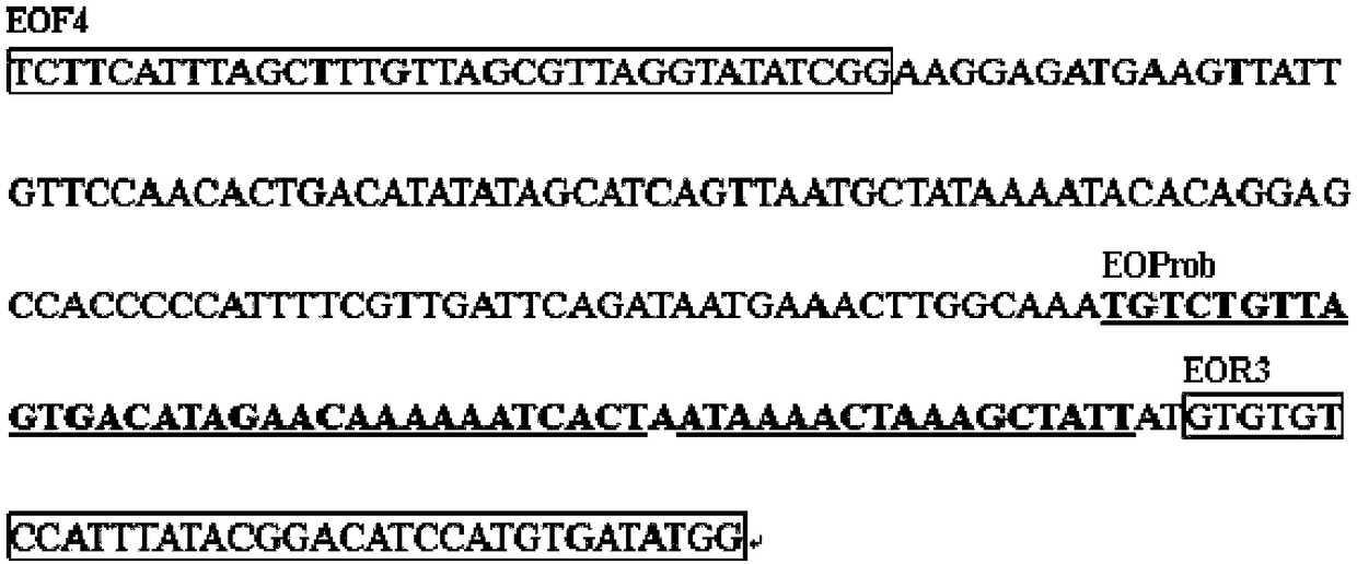 RPA-LFD primer pair and probe for detecting pathogenic escherichia coli O157:H7 and application thereof