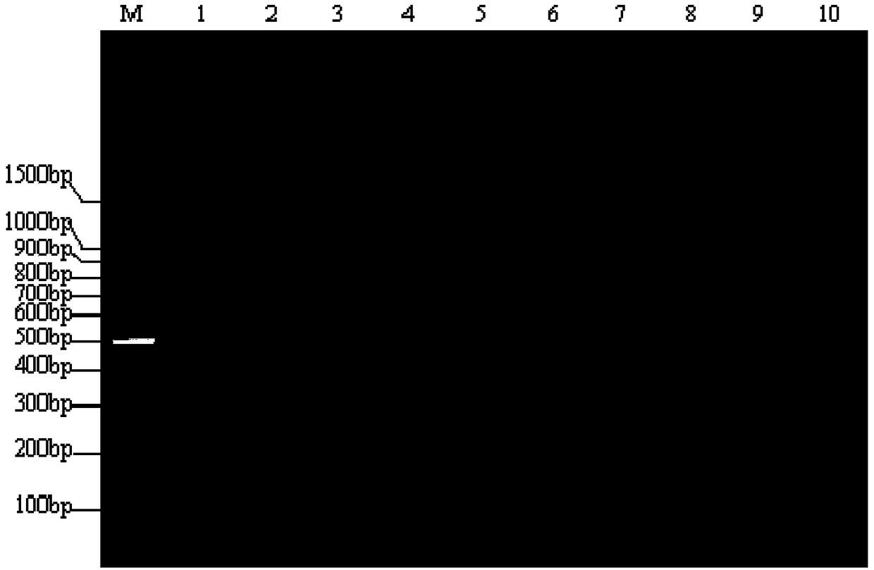 RPA-LFD primer pair and probe for detecting pathogenic escherichia coli O157:H7 and application thereof