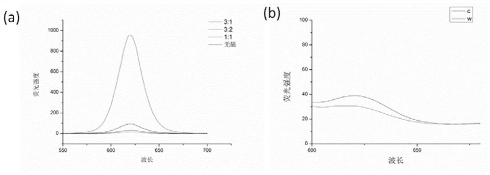 A preparation method and application of magnetic fluorescent coded microspheres