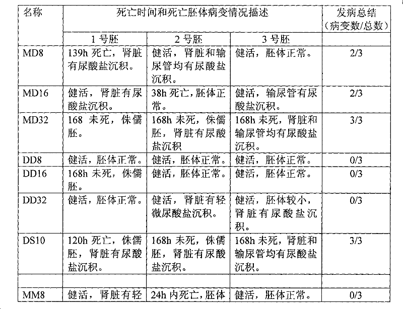 Eosinophilic kidney type avian infectious bronchitis virus (IBV) virulent vaccine strain and application thereof