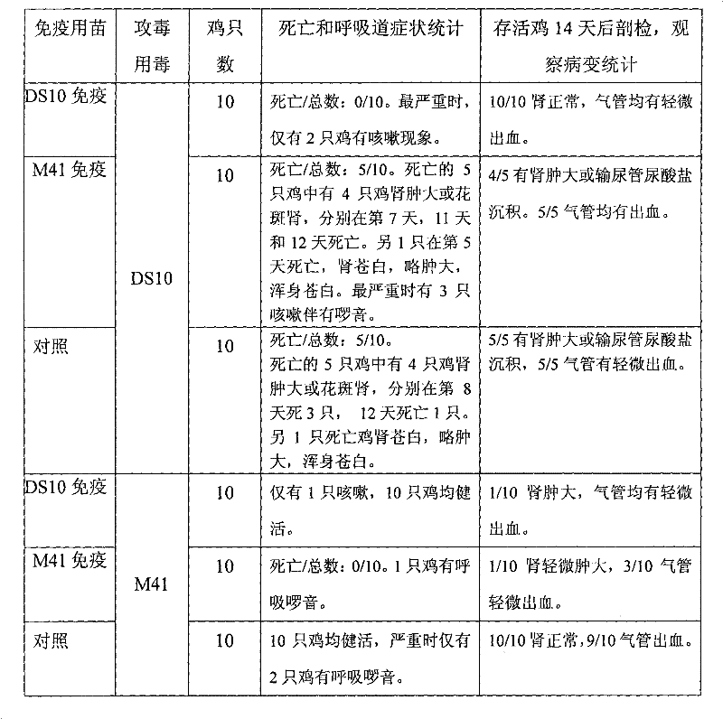 Eosinophilic kidney type avian infectious bronchitis virus (IBV) virulent vaccine strain and application thereof