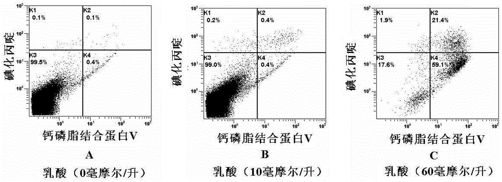 B lymphocytoblast model realizing differentiation of epithelioid cells through lactic acid induction as well as construction and application of B lymphocytoblast model