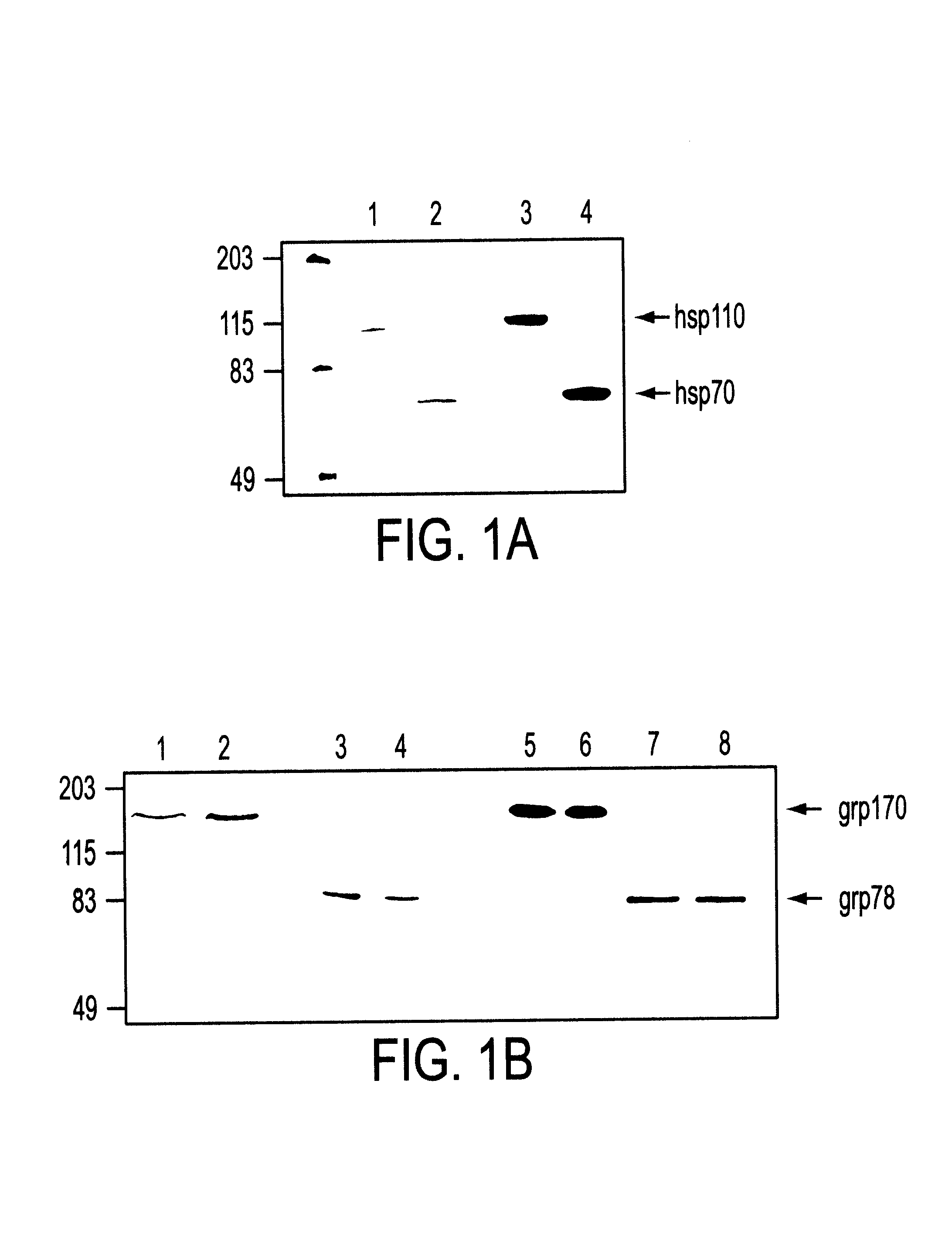 Stress protein compositions and methods for prevention and treatment of cancer and infectious disease