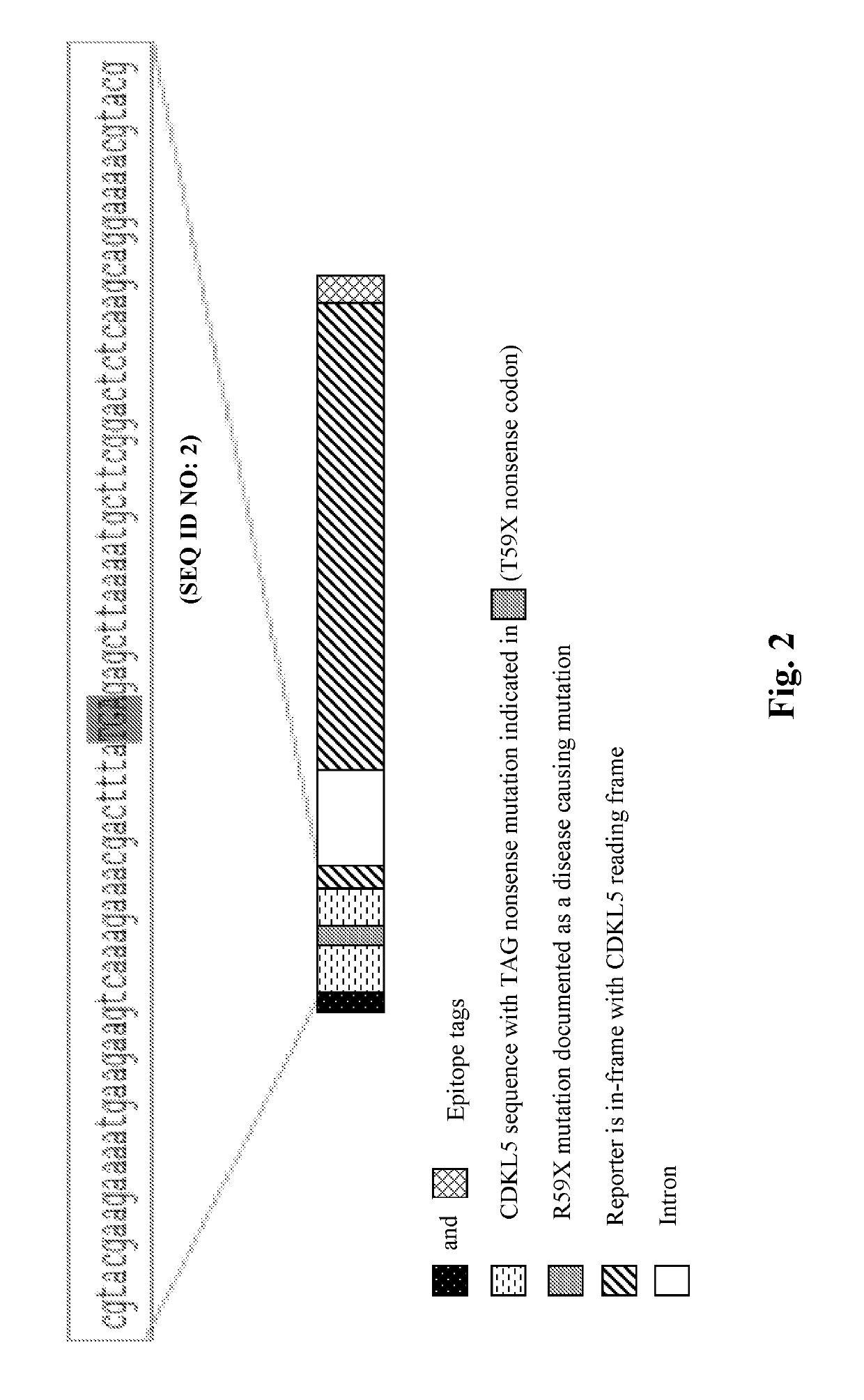 Methods for treating epilepsy