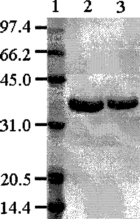 Beta-mannanase, gene, preparation method, vector and host cell