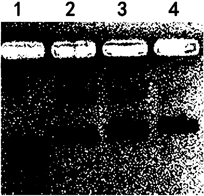 Nucleic acid protein nanocomposite as well as preparation method and application thereof